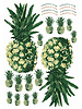 See You at Six Download - combinatiepakket - Ananas voor sleutelhanger, tas en kleding