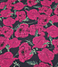 fuchsia rozen op navy - french terry