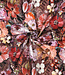 bruin met bloemen - french terry