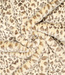 deadstock Faux Fur - Siberian Tiger beige - prachtige kwaliteit