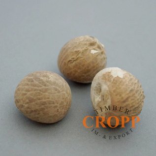 Betelnut - 1 kg, approx. 120 nuts