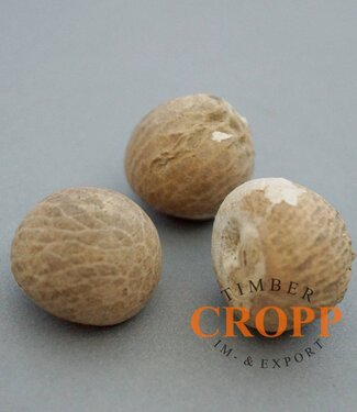 Betelnut - 1 kg, approx. 120 nuts