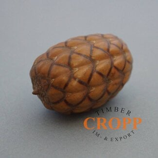 Uxi Amazonia Raffianuss, 11Stk./Satz