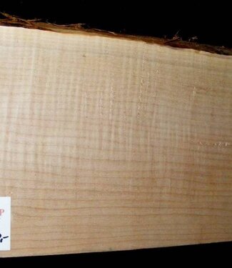 Sycamore fiddleback, Guitar-Body, 555 x 200 x 54 mm, 3,6 kg