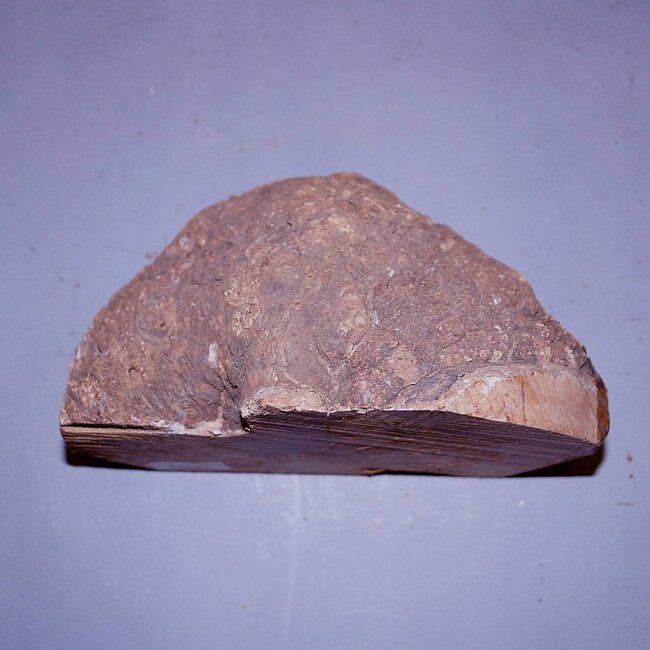 Caniste, 230 x 180 x 120 mm, kleine Risse, 2,7 kg, luftgetrocknet, Einschnitt 2016