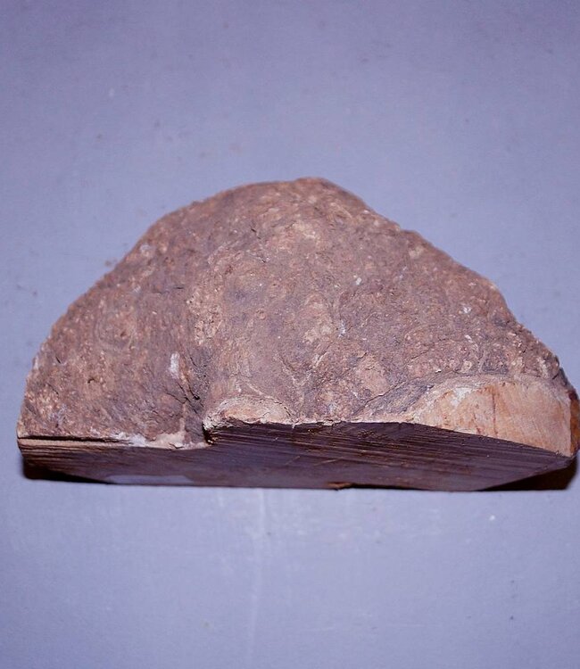 Caniste, 230 x 180 x 120 mm, kleine Risse, 2,7 kg, luftgetrocknet, Einschnitt 2016