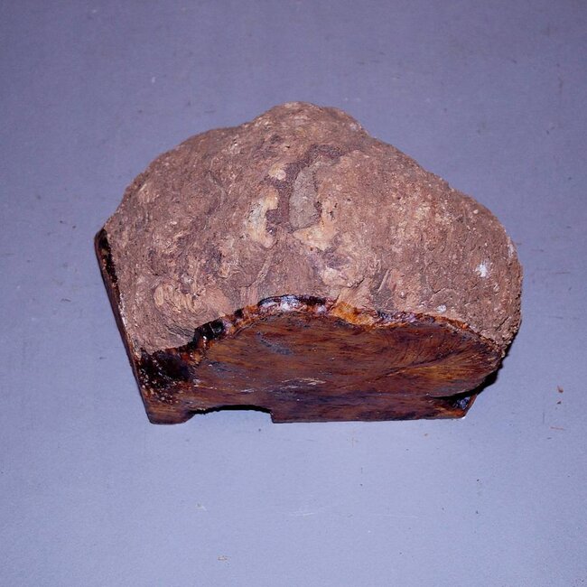 Caniste, 230 x 180 x 120 mm, kleine Risse, 2,7 kg, luftgetrocknet, Einschnitt 2016