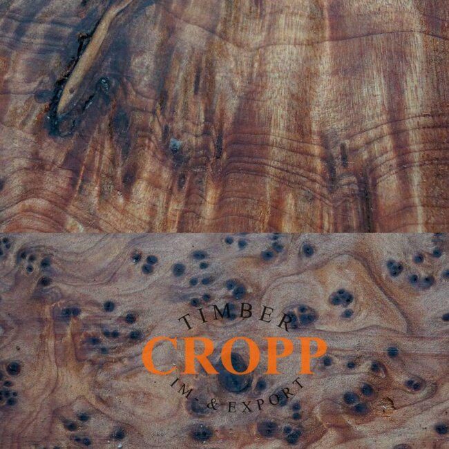 Thuja Burl dimension