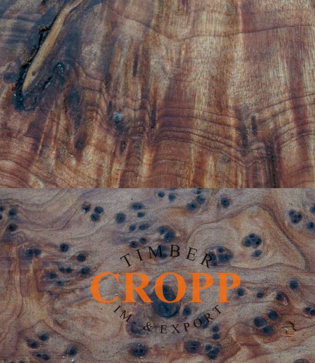 Thuja Burl dimension