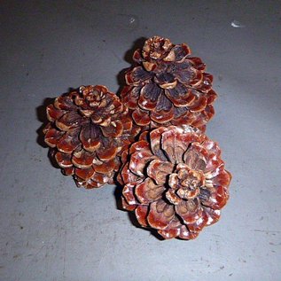 Pinecone approx. 12 - 14 cm