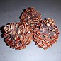 Pinecone approx. 12 - 14 cm