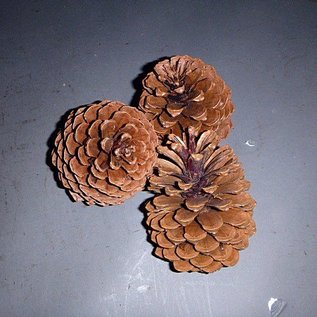 Pinus Maritima cone approx. 14 - 18 cm