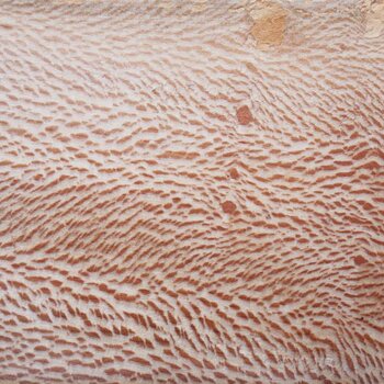 Platane, Spiegelplatane