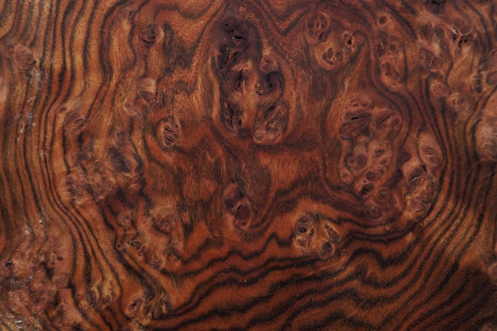 Chechen, Honduras Walnut