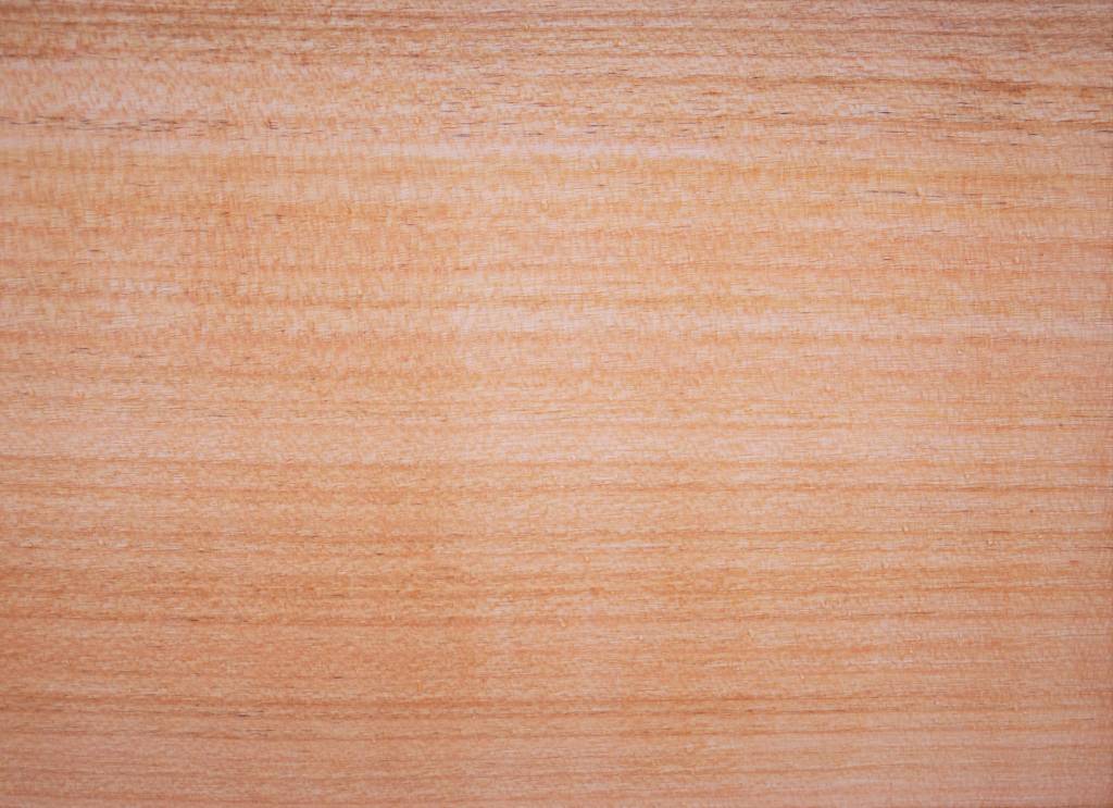 Kirschbaum, europäisch