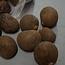 Tagua Nut