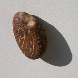 Tagua Nut