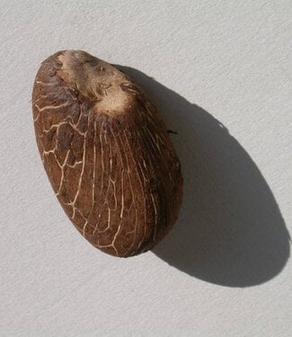 Tagua Nut
