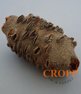 Banksia Grandis, Drechselzapfen