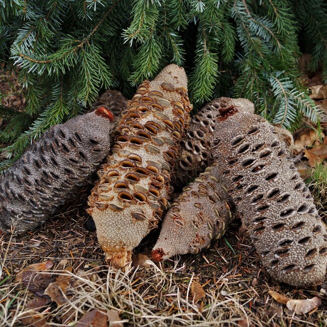 Banksia Grandis, Drechselzapfen