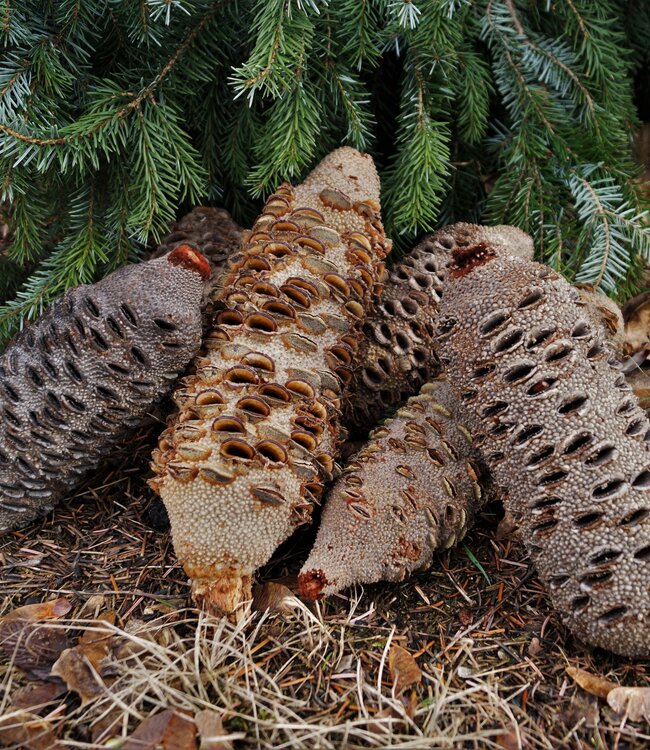 Banksia Grandis, Drechselzapfen