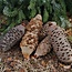 Banksia Grandis, Drechselzapfen