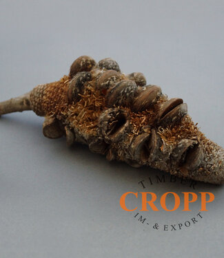 Banksia Attenuata Zapfen