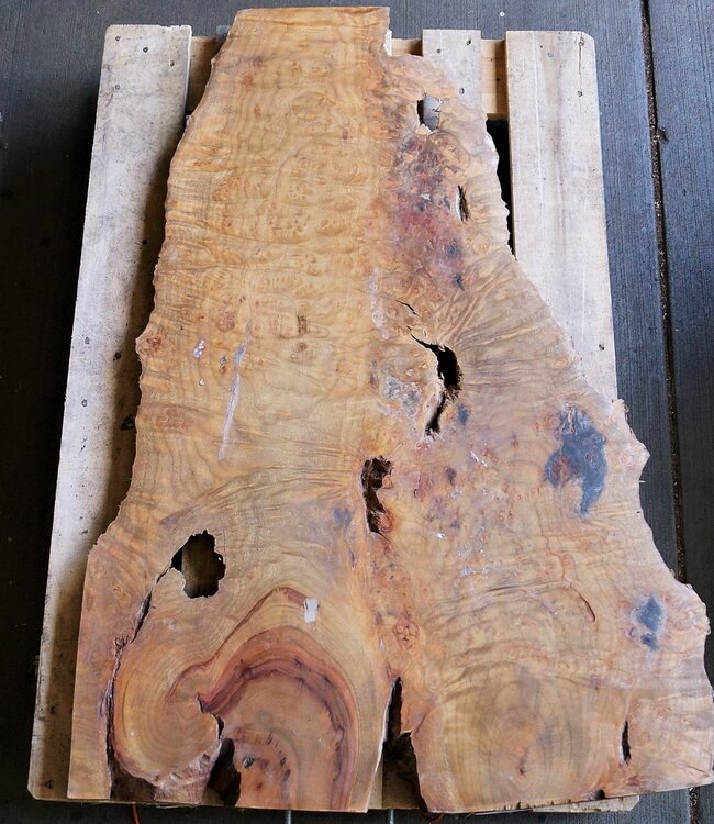 Camphor table top, approx. 1200 x 600 x 40/45 mm, 22 kg, 11502