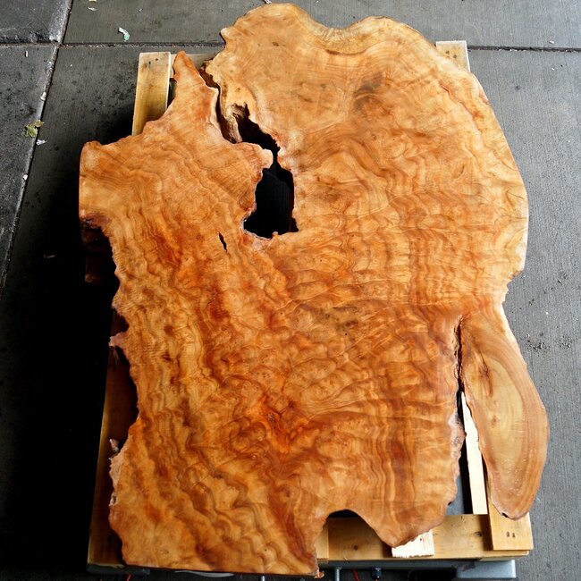 Kampfer Tischplatten Paar, ca. 1250 x 800 x 53/70 mm, 110 kg, 11553+54