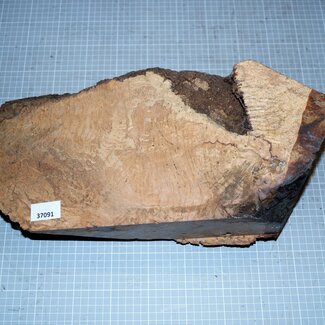 Caniste Burl knot, approx. 390 x 180 x 140 mm, 6,6 kg