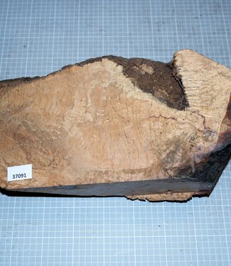 Caniste Maser Knolle, ca. 390 x 180 x 140 mm, 6,6 kg