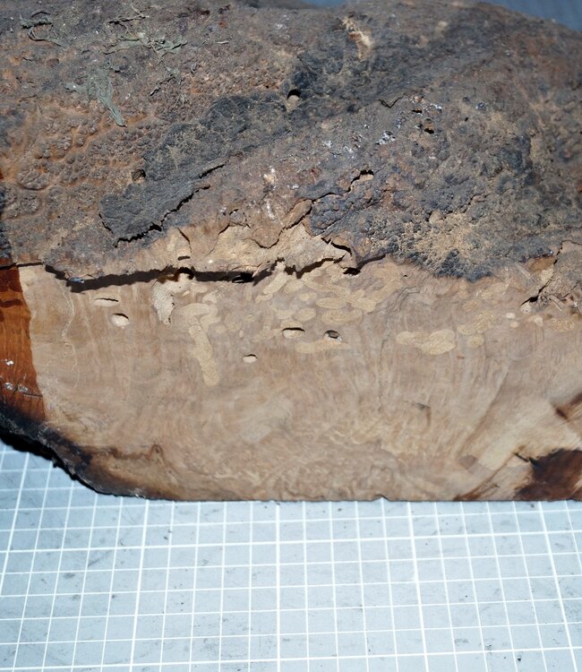 Caniste Burl knot, approx. 390 x 180 x 140 mm, 6,6 kg