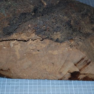 Caniste Burl knot, approx. 390 x 180 x 140 mm, 6,6 kg