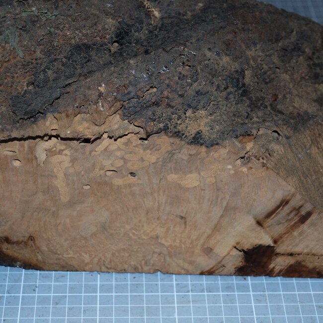 Caniste Maser Knolle, ca. 390 x 180 x 140 mm, 6,6 kg