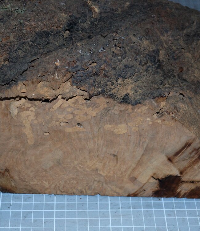 Caniste Maser Knolle, ca. 390 x 180 x 140 mm, 6,6 kg