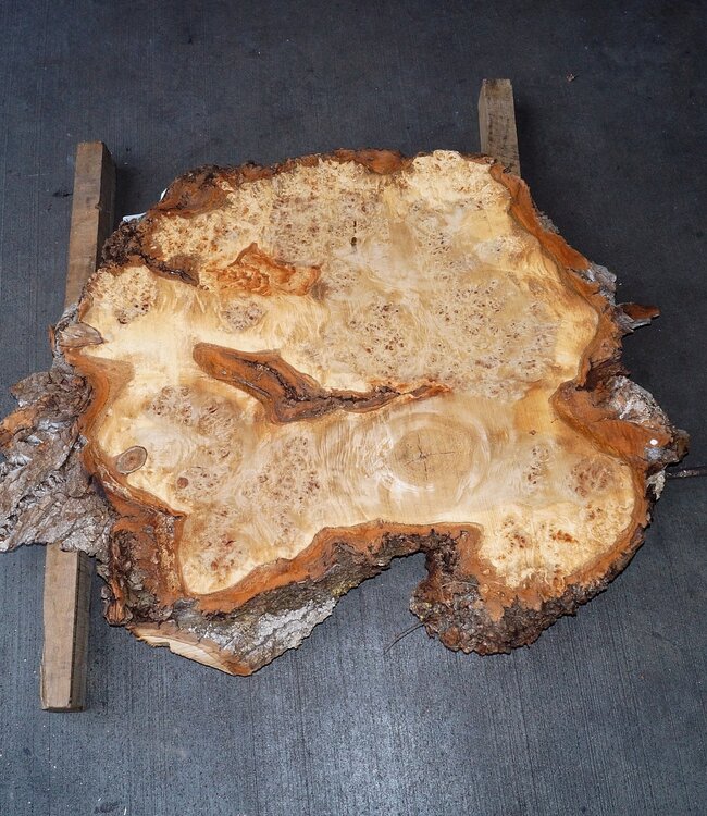 Pappel Maser Baumscheibe, ca. 1100 x 900 x 60 mm, 40493