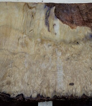 Laurel, burl slab, approx. 900 x 500 x 63 mm, 40553