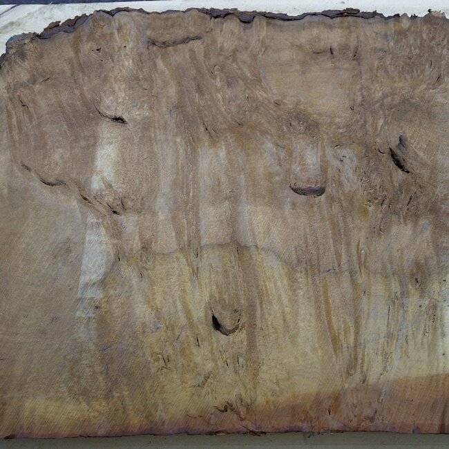 Laurel, burl slab, approx. 900 x 500 x 63 mm, 40553