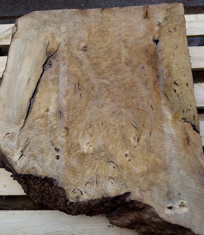 Laurel, burl slab, approx. 660 x 620 x 65 mm, 40732
