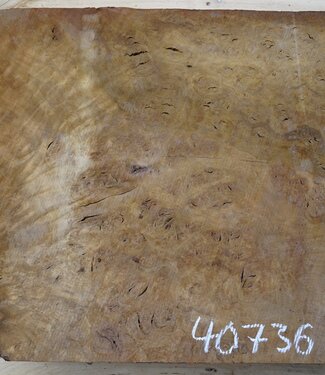 Laurel, burl slab, approx. 770 x 590 x 64 mm, 40736