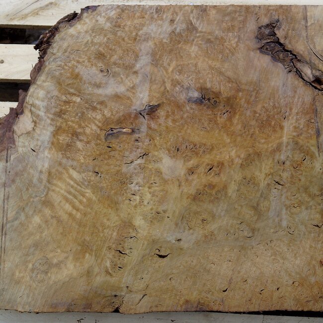 Laurel, Maserplatte, ca. 770 x 590 x 64 mm, 40736