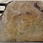 Laurel, burl slab, approx. 770 x 590 x 64 mm, 40736