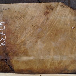 Laurel, burl slab, approx. 800 x 650 x 65 mm, 40738