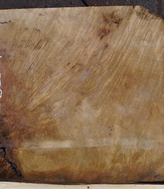 Laurel, Maserplatte, ca. 800 x 650 x 65 mm, 40738