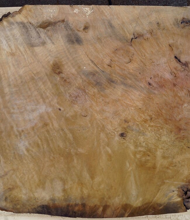Laurel, burl slab, approx. 800 x 650 x 65 mm, 40738