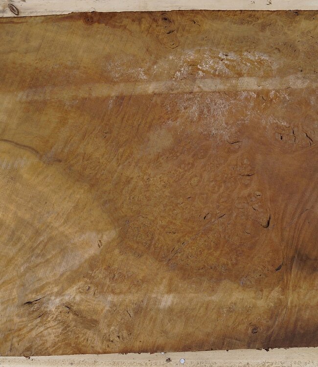 Laurel, burl slab, approx. 770 x 580 x 65 mm, 40740