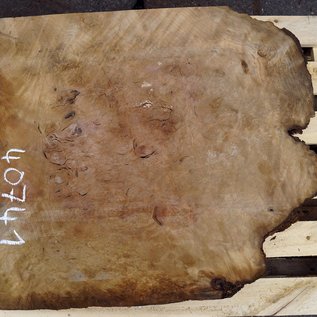 Laurel, burl slab, approx. 680 x 680 x 64 mm, 40741