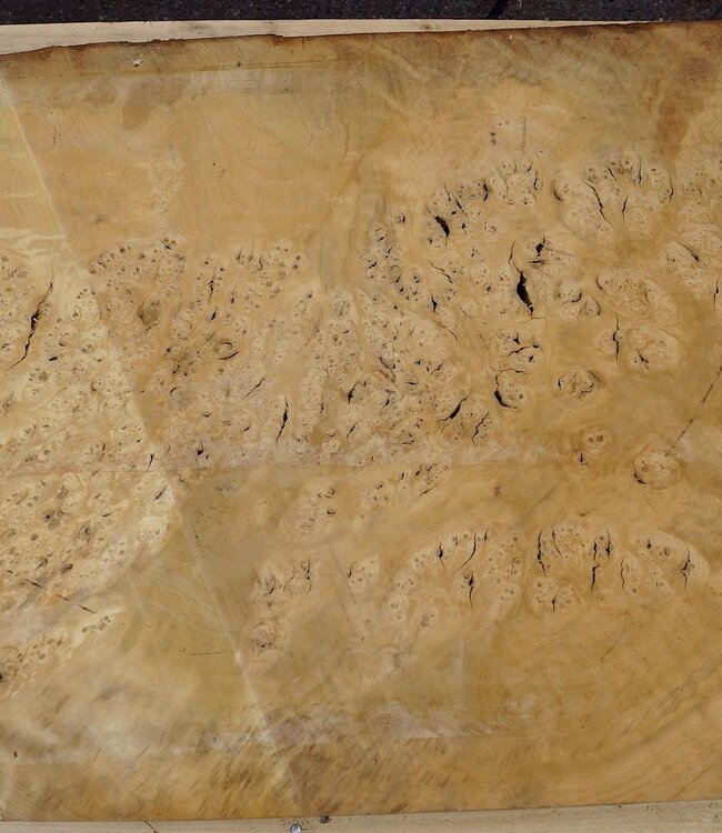 Laurel, Maserplatte, ca. 1050 x 610 x 65 mm, 40748