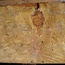 Laurel, burl slab, approx. 970 x 570 x 63 mm, 40775