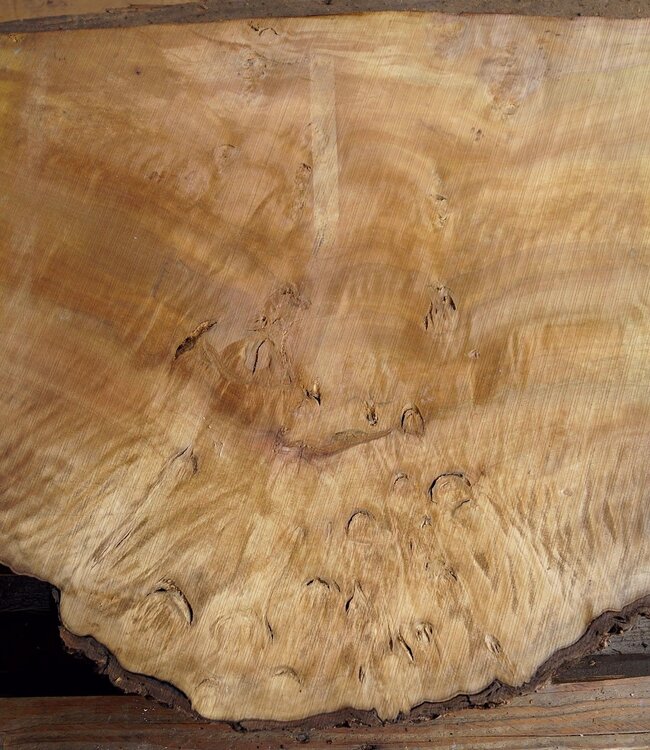 Laurel, Maserplatte, ca. 690 x 580 x 65 mm, 40778